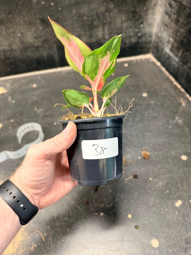 Handpicked 38 - Aglaonema Commutatum NOID - 100mm Pot | Uprooted