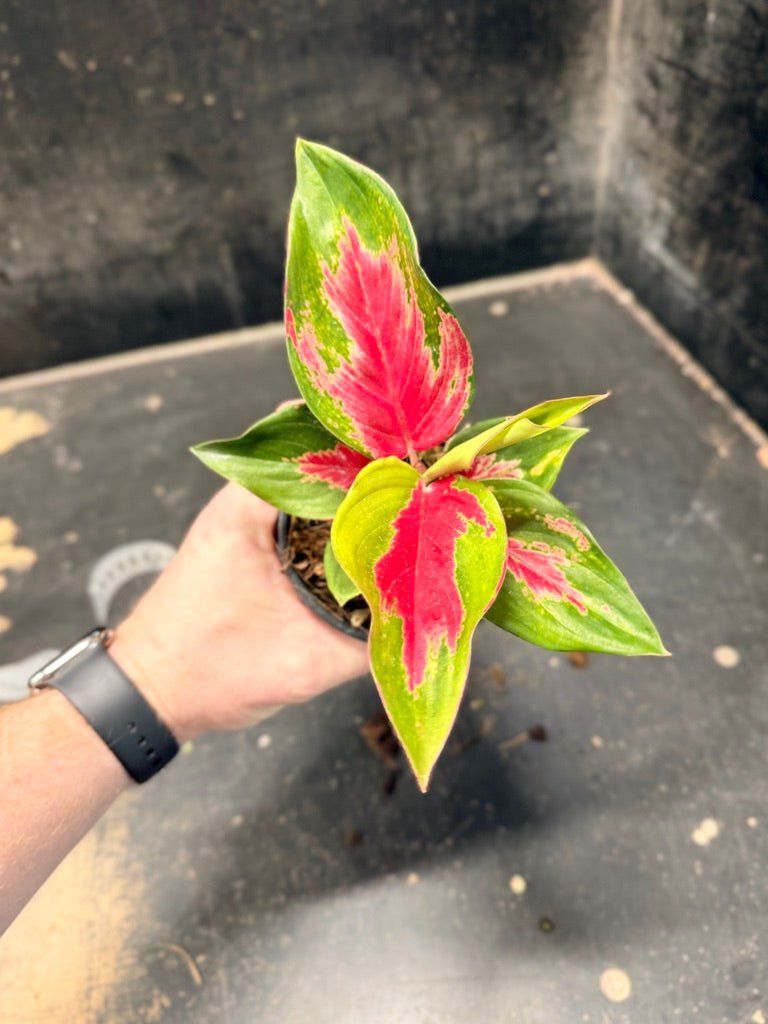 Handpicked 38 - Aglaonema Commutatum NOID - 100mm Pot | Uprooted