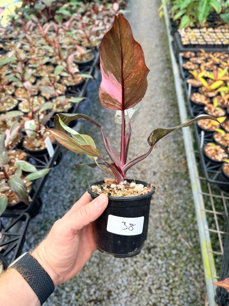 Handpicked 38 - Philodendron Erubescens - Pink Princess Galaxy | Uprooted