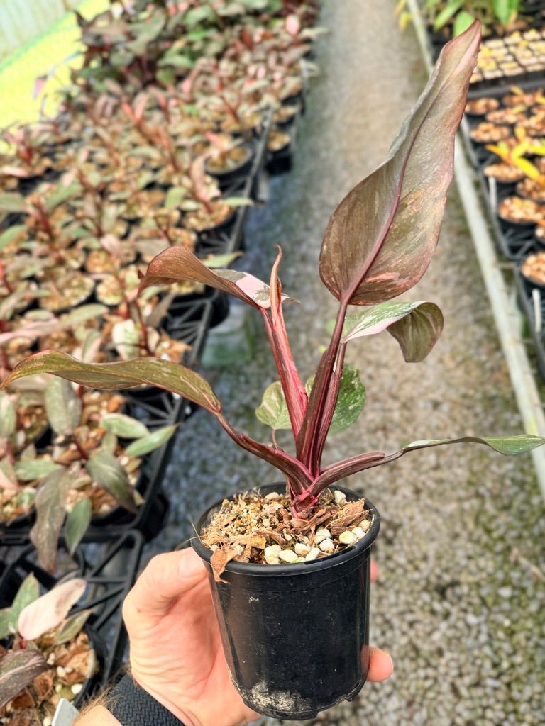 Handpicked 38 - Philodendron Erubescens - Pink Princess Galaxy | Uprooted