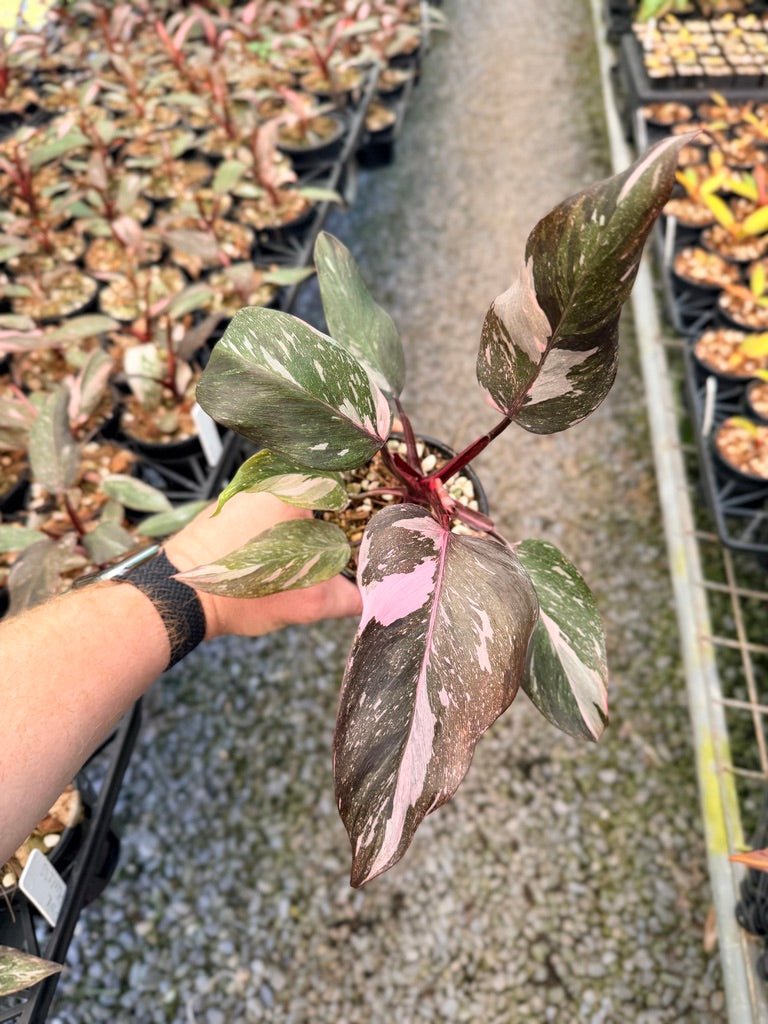 Handpicked 38 - Philodendron Erubescens - Pink Princess Galaxy | Uprooted