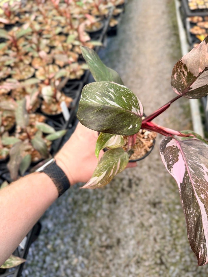 Handpicked 38 - Philodendron Erubescens - Pink Princess Galaxy | Uprooted