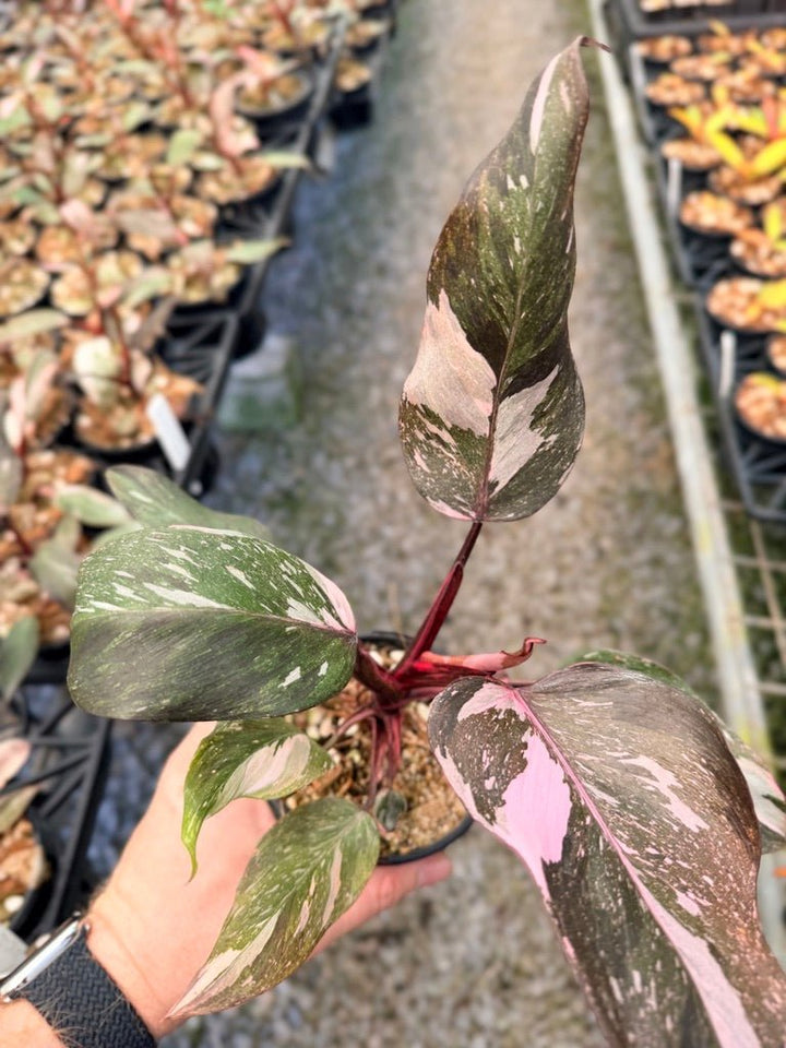 Handpicked 38 - Philodendron Erubescens - Pink Princess Galaxy | Uprooted