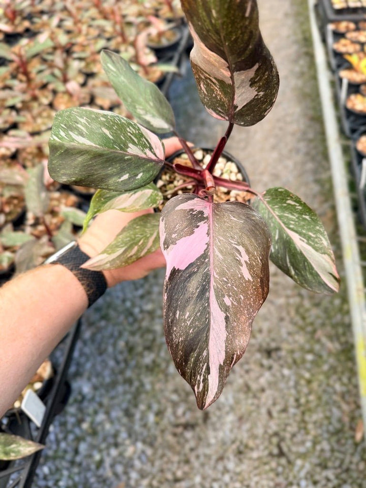 Handpicked 38 - Philodendron Erubescens - Pink Princess Galaxy | Uprooted