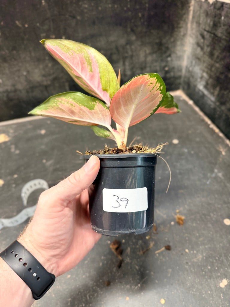 Handpicked 39 - Aglaonema Commutatum NOID - 100mm Pot | Uprooted