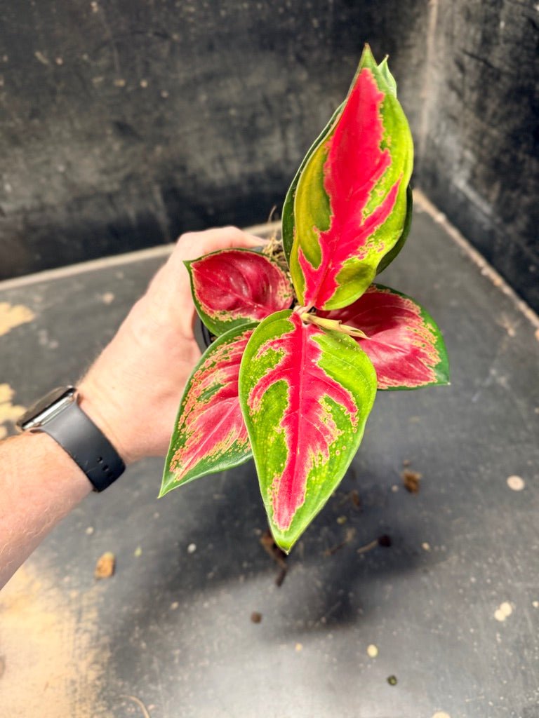 Handpicked 39 - Aglaonema Commutatum NOID - 100mm Pot | Uprooted