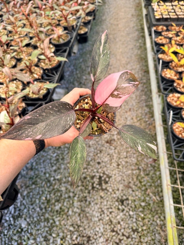 Handpicked 39 - Philodendron Erubescens - Pink Princess Galaxy | Uprooted