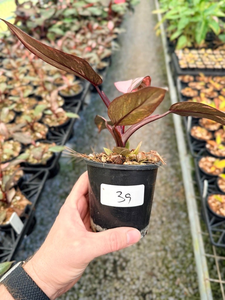 Handpicked 39 - Philodendron Erubescens - Pink Princess Galaxy | Uprooted