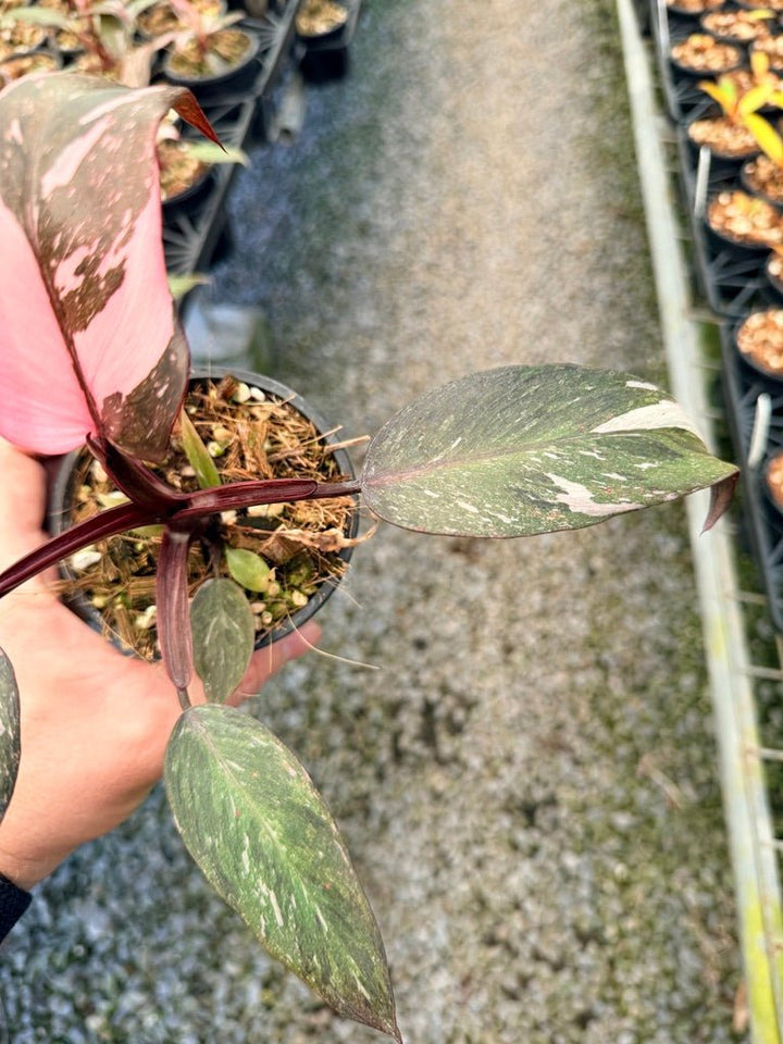 Handpicked 39 - Philodendron Erubescens - Pink Princess Galaxy | Uprooted