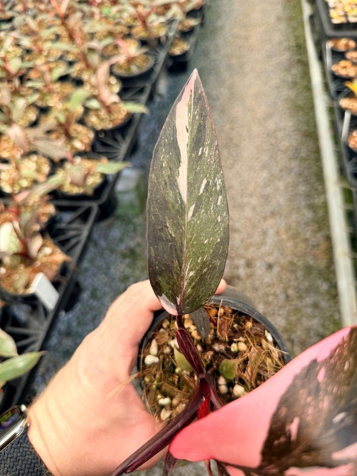 Handpicked 39 - Philodendron Erubescens - Pink Princess Galaxy | Uprooted