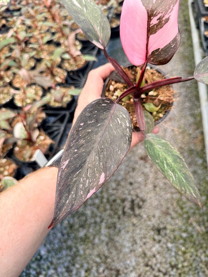 Handpicked 39 - Philodendron Erubescens - Pink Princess Galaxy | Uprooted