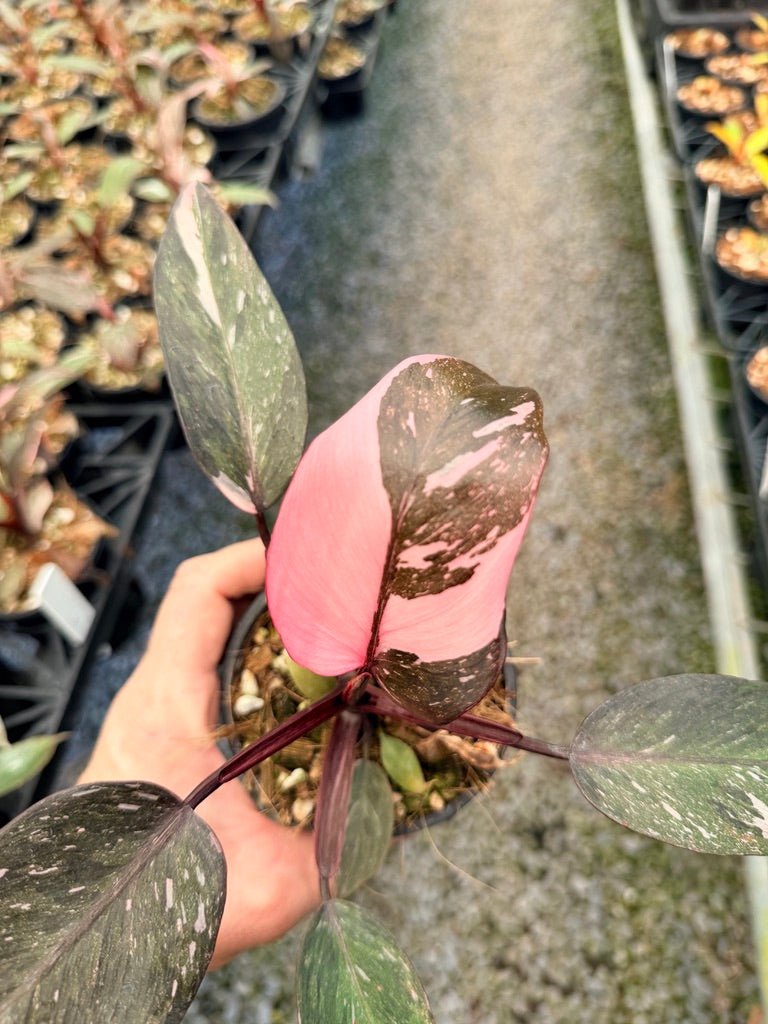 Handpicked 39 - Philodendron Erubescens - Pink Princess Galaxy | Uprooted
