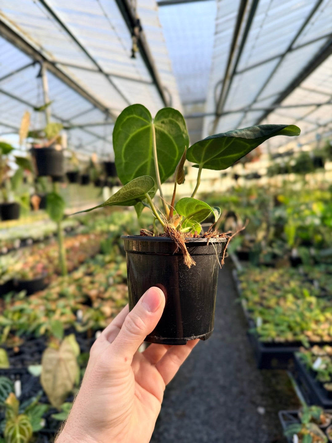 Handpicked 4 - Anthurium Regale | Uprooted