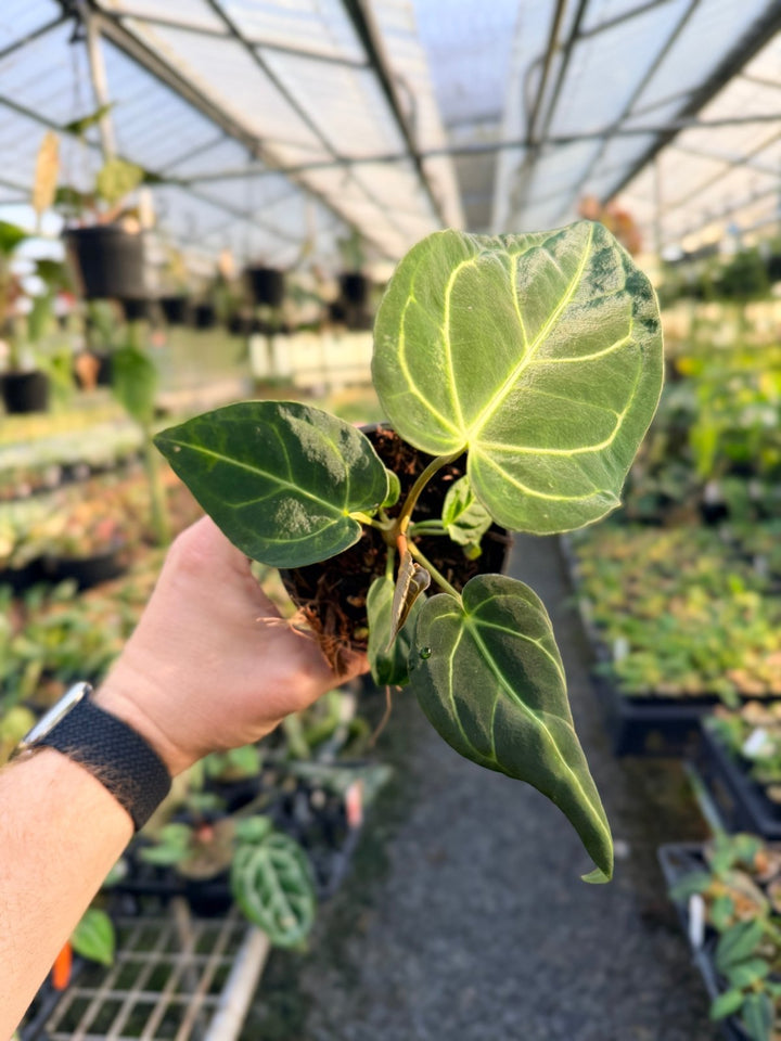 Handpicked 4 - Anthurium Regale | Uprooted