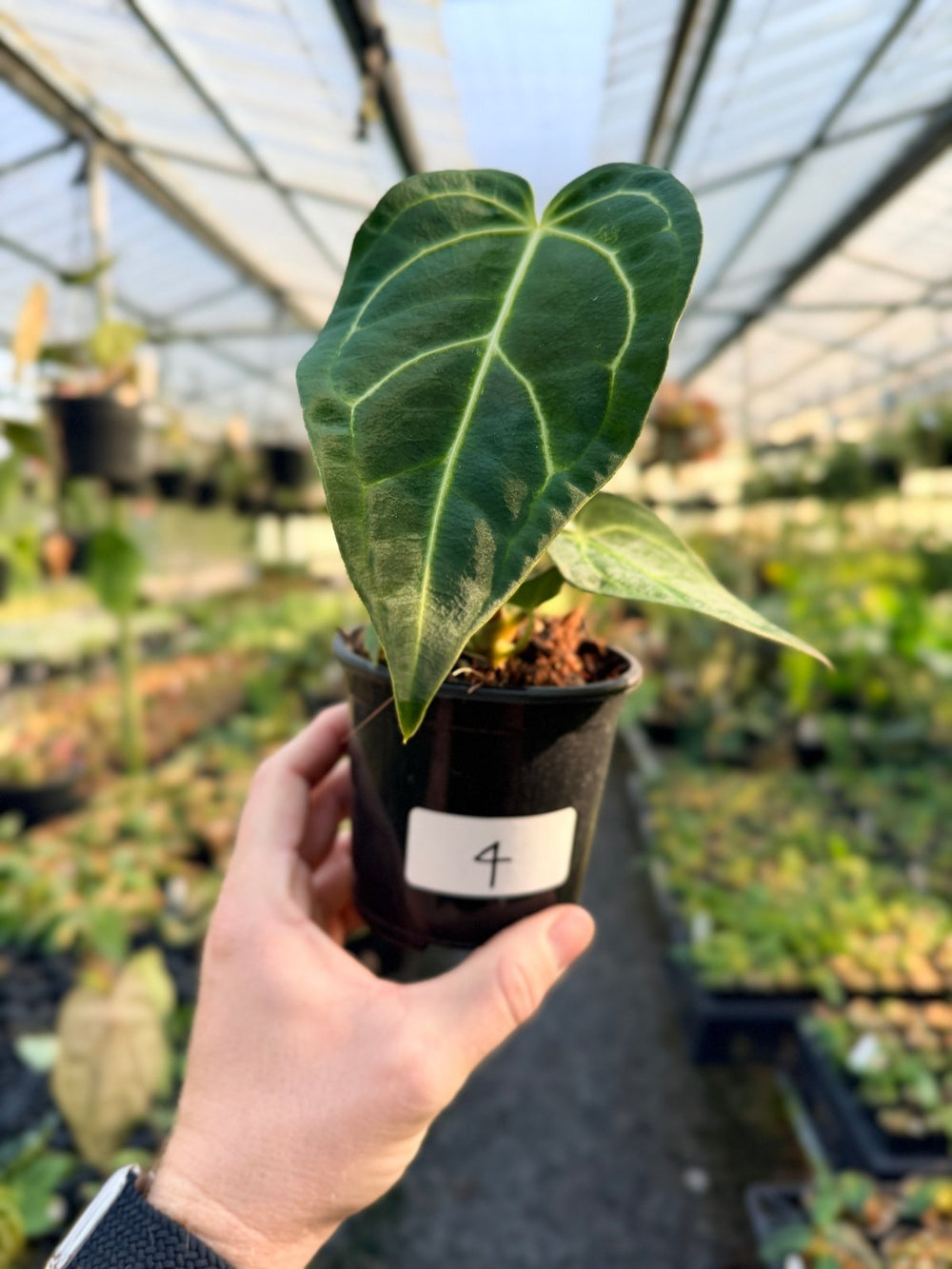 Handpicked 4 - Anthurium Regale | Uprooted