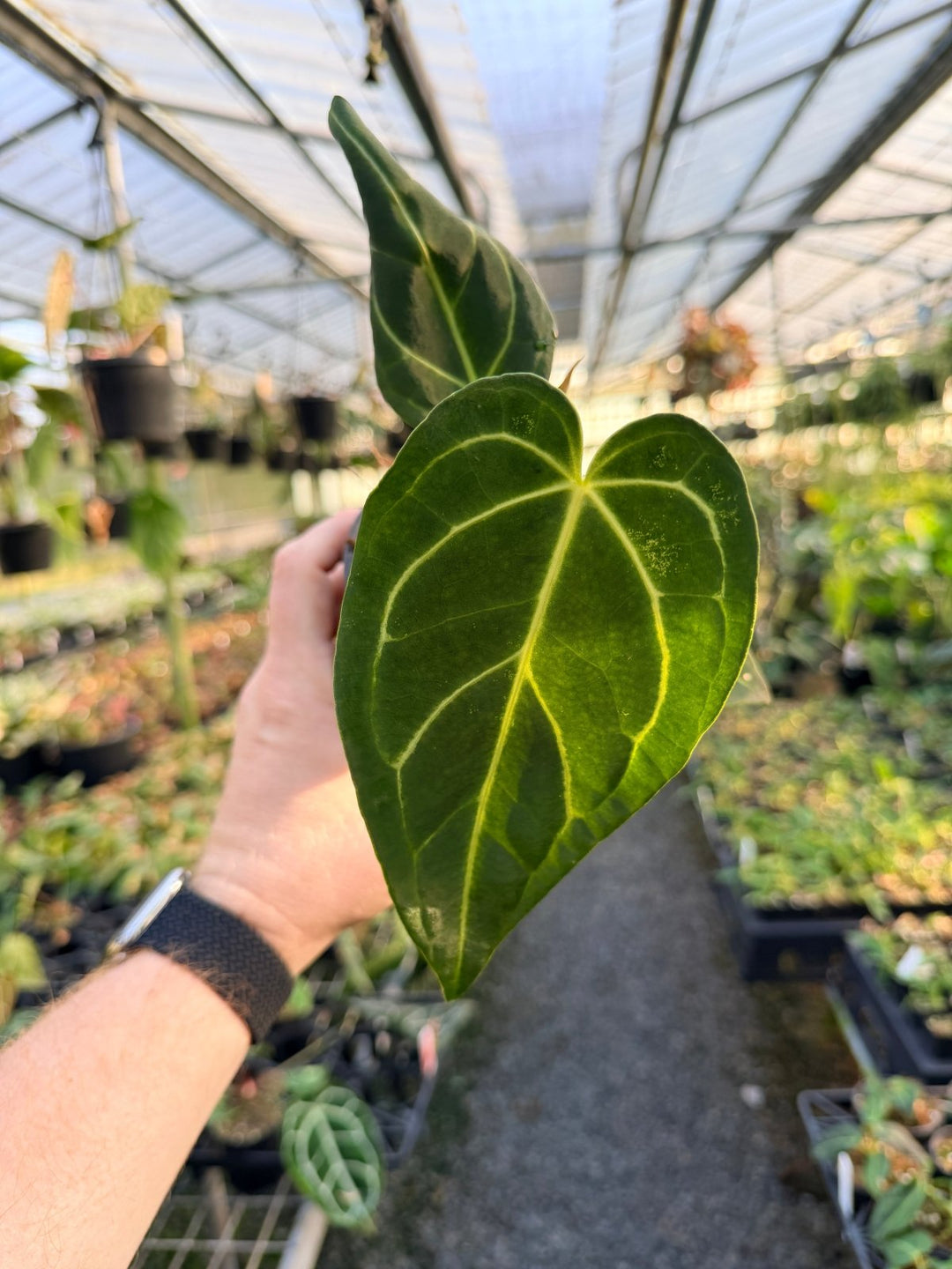 Handpicked 4 - Anthurium Regale | Uprooted