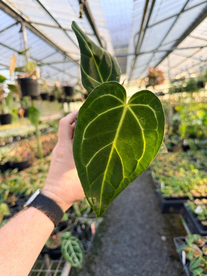 Handpicked 4 - Anthurium Regale | Uprooted