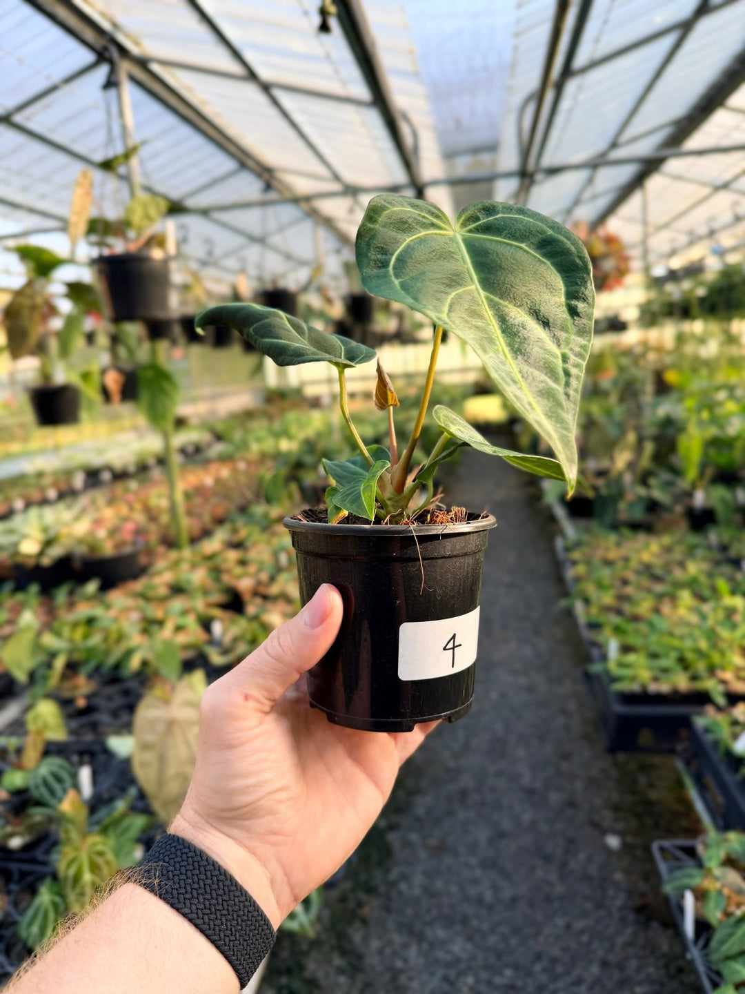 Handpicked 4 - Anthurium Regale | Uprooted