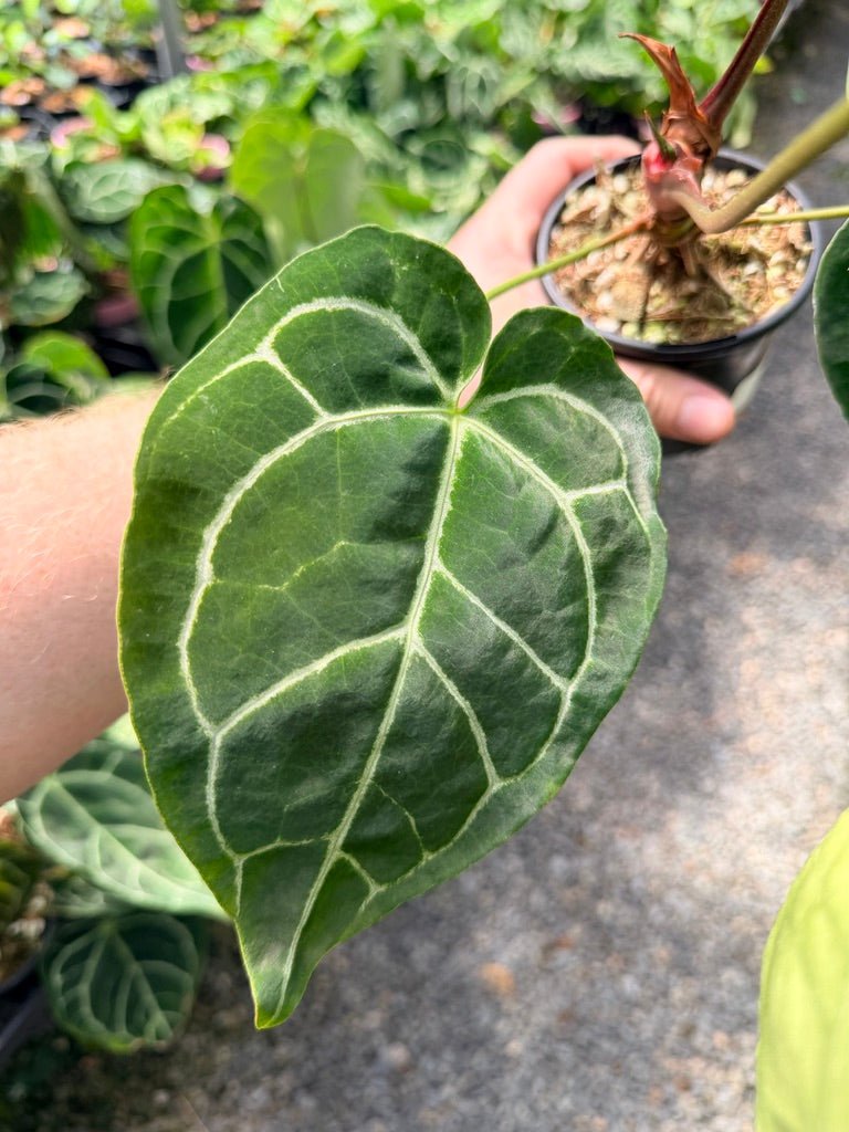 Handpicked 40 - Anthurium Crystallinum | Uprooted