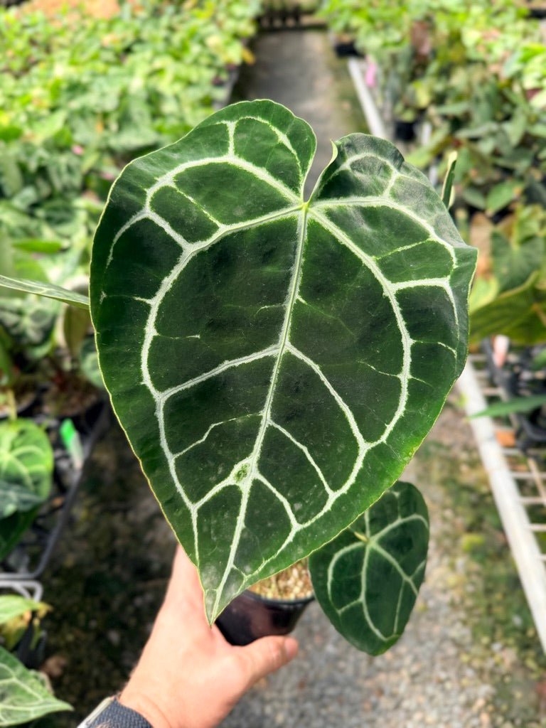 Handpicked 40 - Anthurium Crystallinum | Uprooted