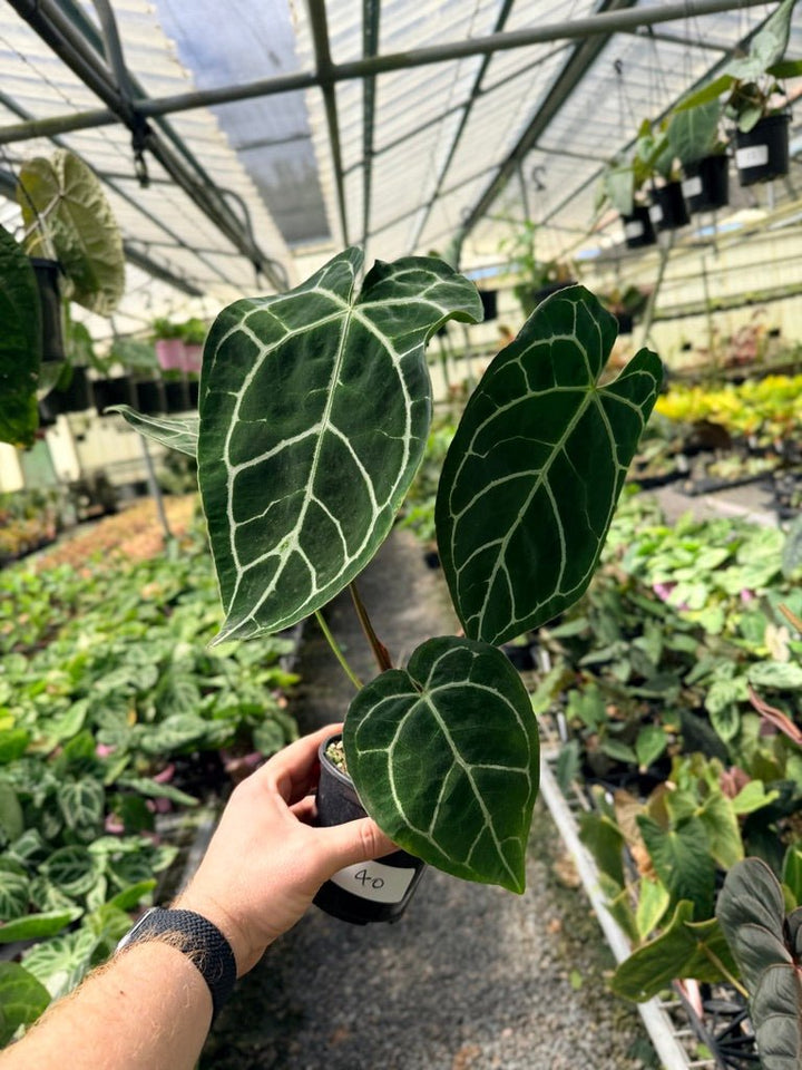 Handpicked 40 - Anthurium Crystallinum | Uprooted