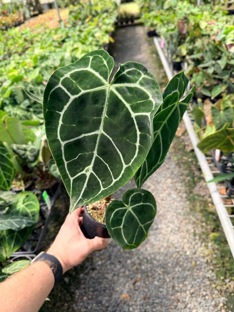 Handpicked 40 - Anthurium Crystallinum | Uprooted