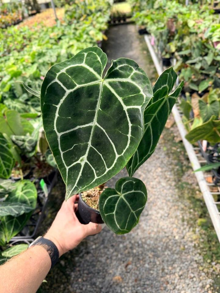 Handpicked 40 - Anthurium Crystallinum | Uprooted