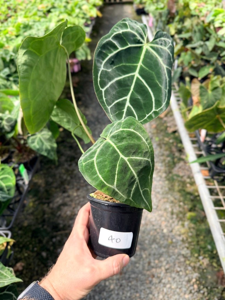 Handpicked 40 - Anthurium Crystallinum | Uprooted