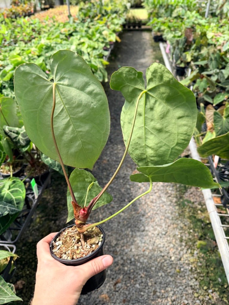 Handpicked 40 - Anthurium Crystallinum | Uprooted