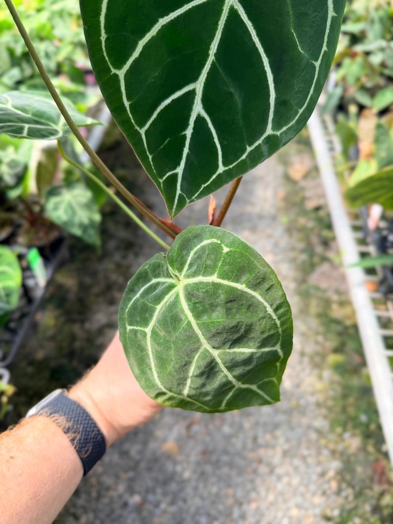 Handpicked 40 - Anthurium Crystallinum | Uprooted