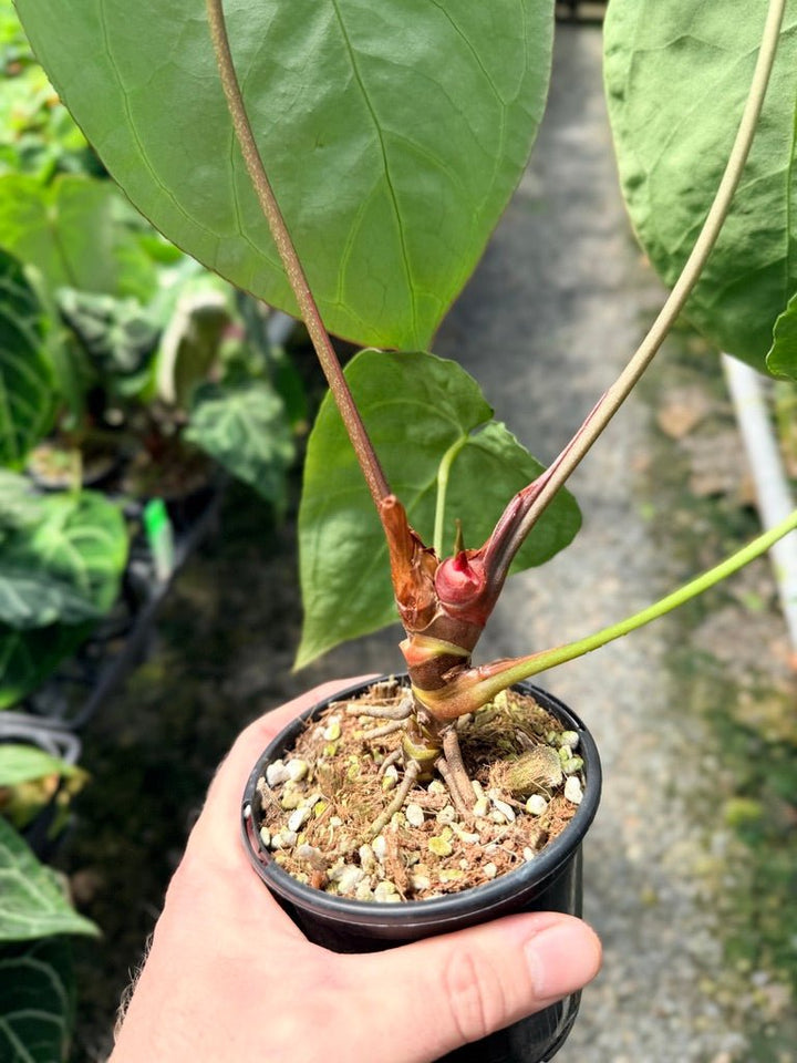 Handpicked 40 - Anthurium Crystallinum | Uprooted
