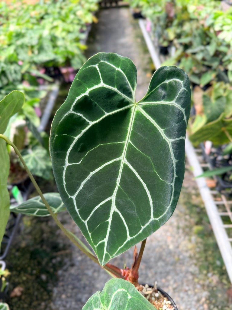 Handpicked 40 - Anthurium Crystallinum | Uprooted