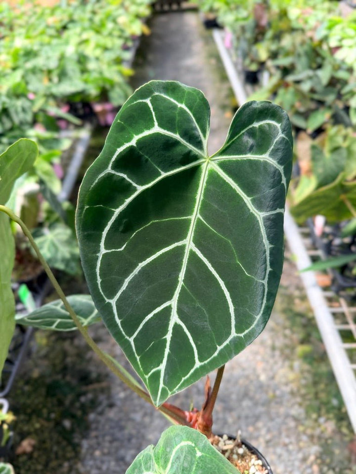 Handpicked 40 - Anthurium Crystallinum | Uprooted