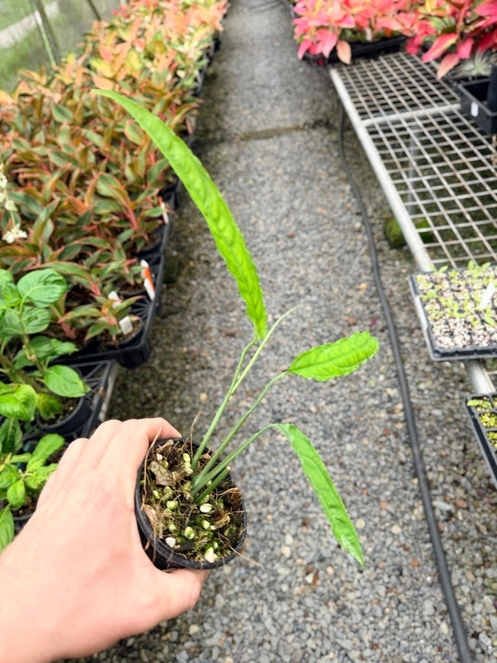 Handpicked 40 - Monstera Obliqua - Tiwintza Narrow | Uprooted