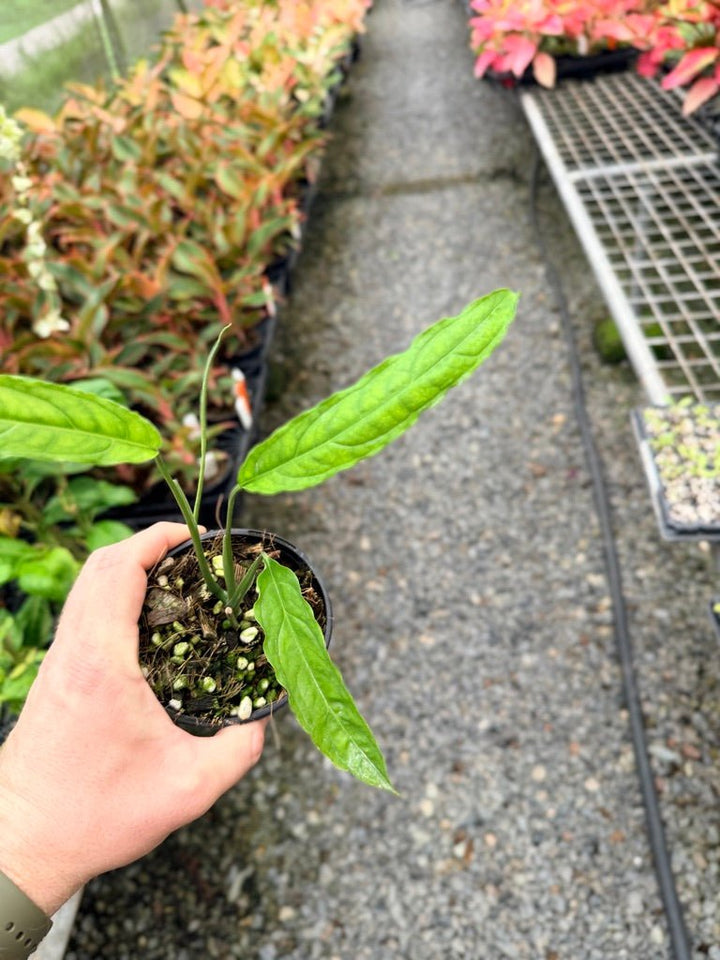 Handpicked 40 - Monstera Obliqua - Tiwintza Narrow | Uprooted