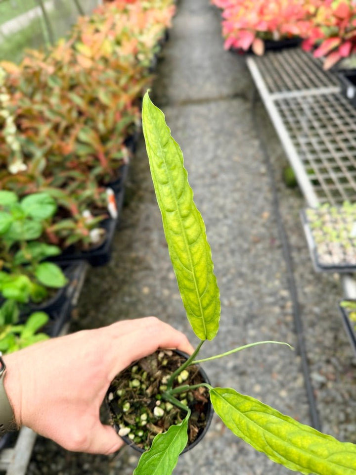 Handpicked 40 - Monstera Obliqua - Tiwintza Narrow | Uprooted