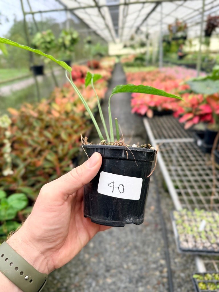 Handpicked 40 - Monstera Obliqua - Tiwintza Narrow | Uprooted