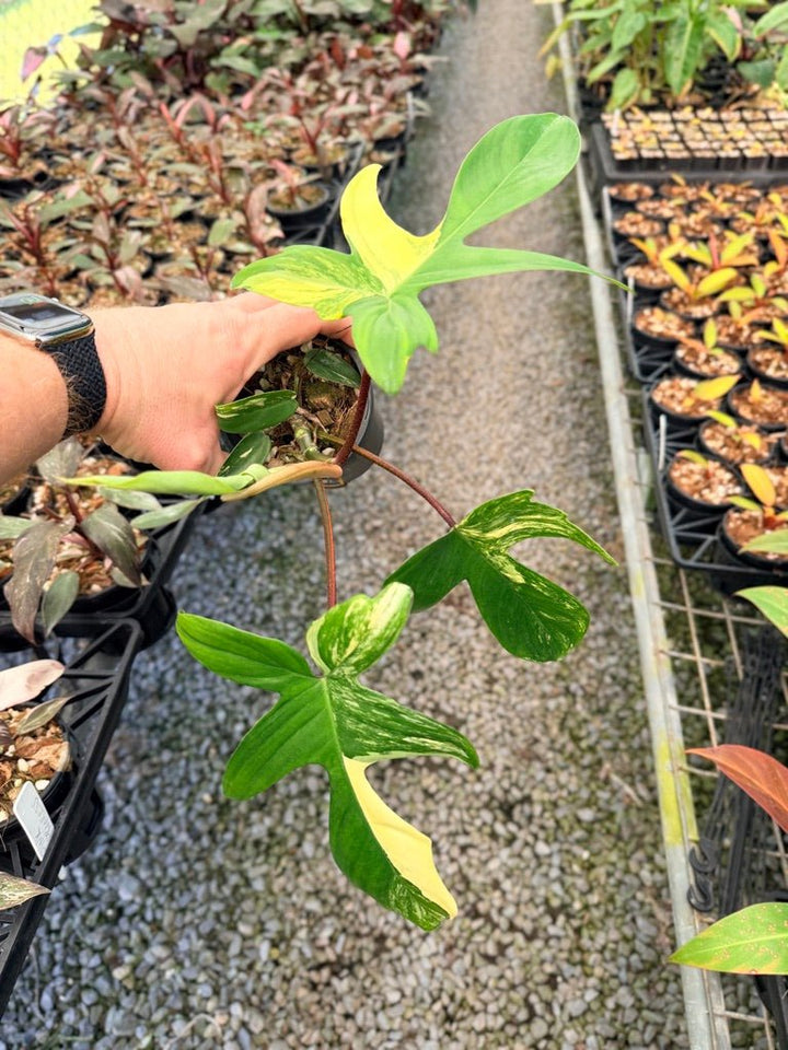 Handpicked 40 - Philodendron Pedatum - Florida Beauty | Uprooted