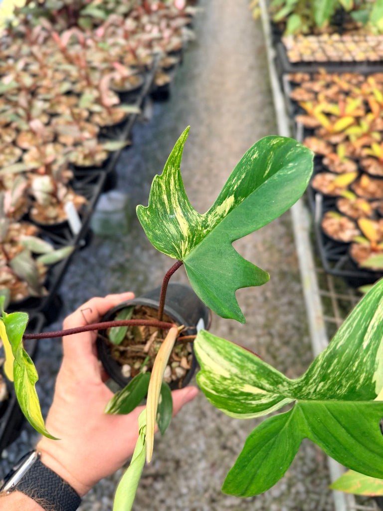 Handpicked 40 - Philodendron Pedatum - Florida Beauty | Uprooted