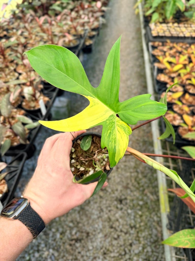 Handpicked 40 - Philodendron Pedatum - Florida Beauty | Uprooted