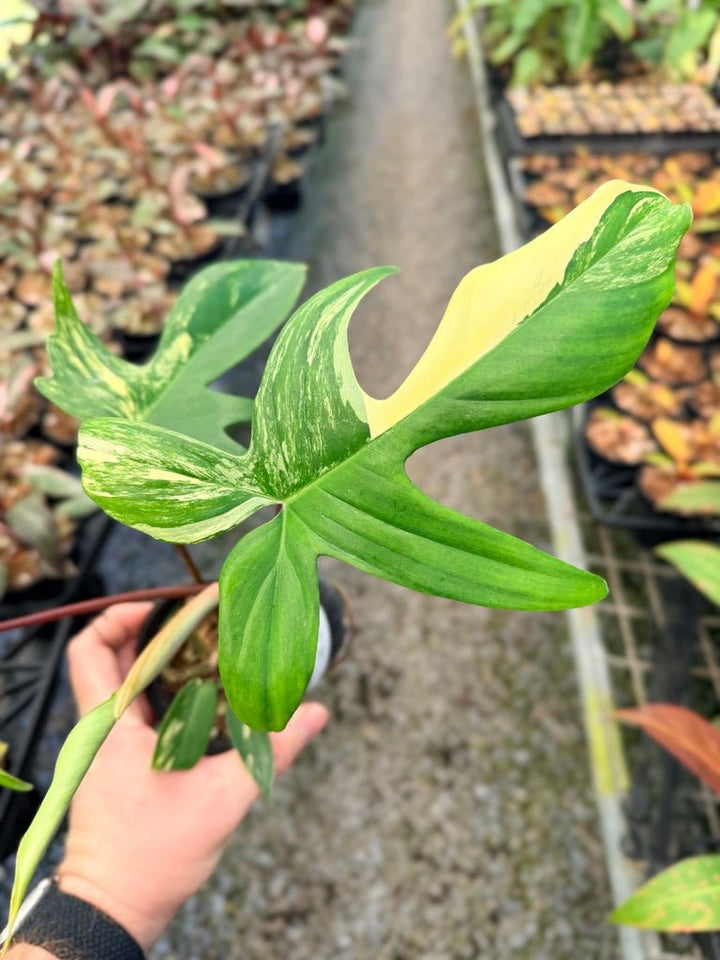 Handpicked 40 - Philodendron Pedatum - Florida Beauty | Uprooted