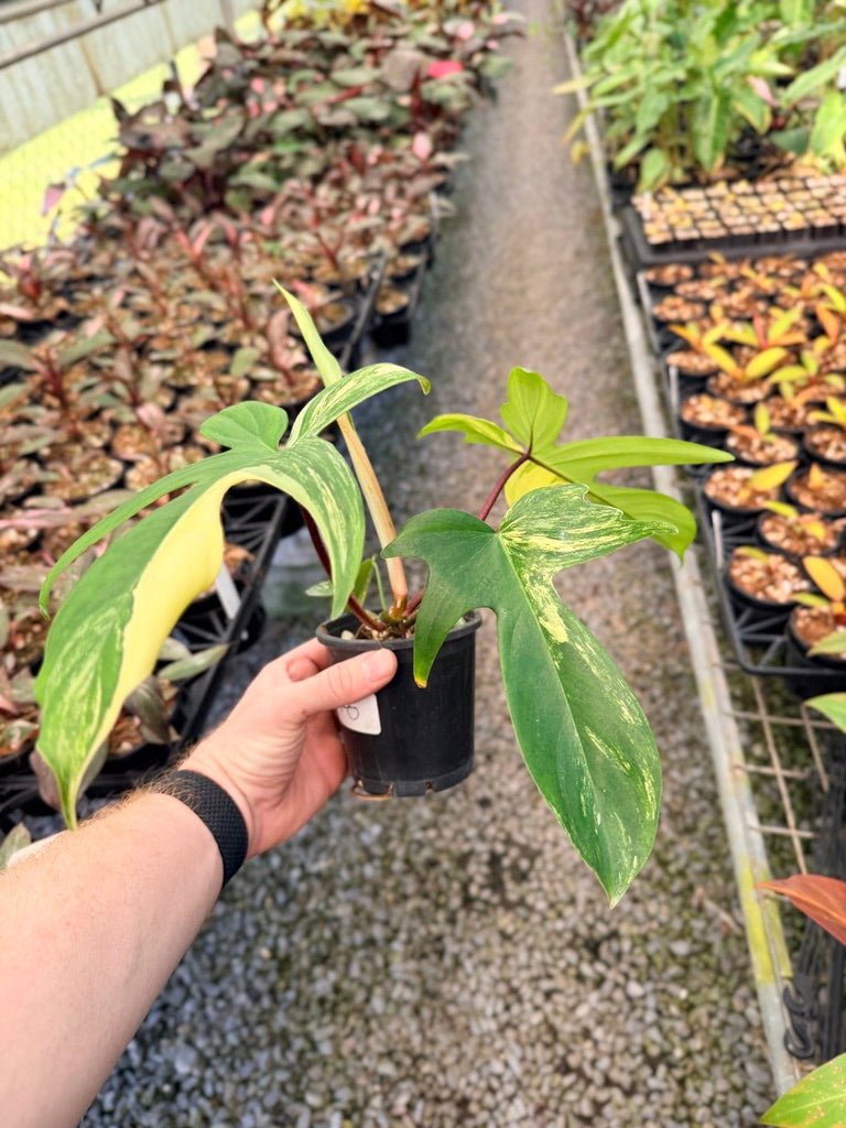 Handpicked 40 - Philodendron Pedatum - Florida Beauty | Uprooted