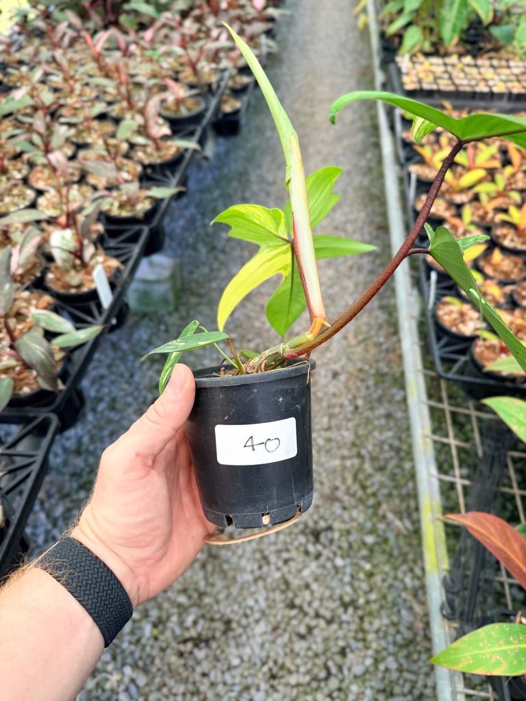 Handpicked 40 - Philodendron Pedatum - Florida Beauty | Uprooted