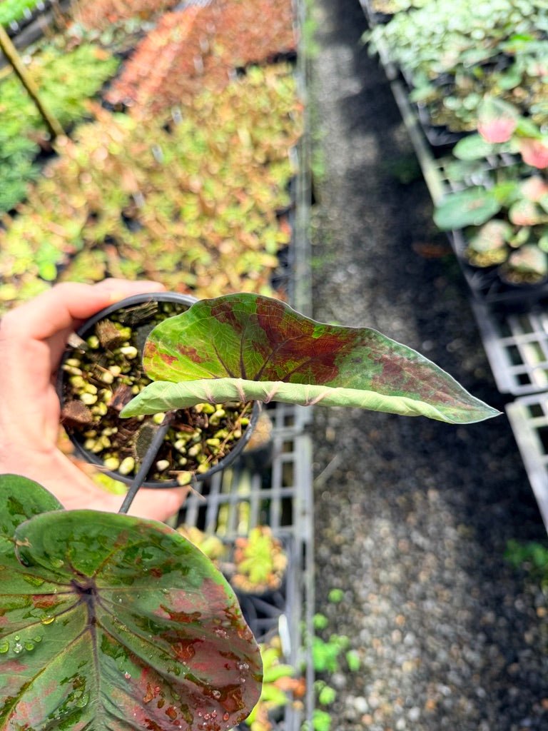 Handpicked 43 - Caladium Bicolor NOID | Uprooted