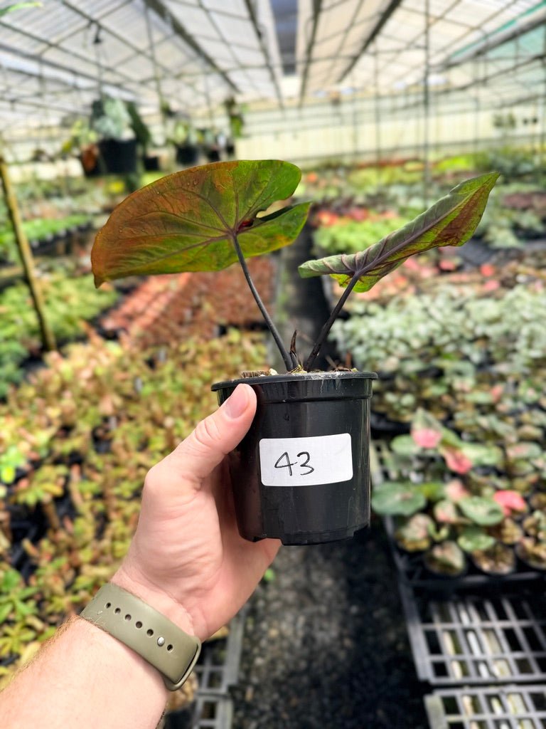 Handpicked 43 - Caladium Bicolor NOID | Uprooted