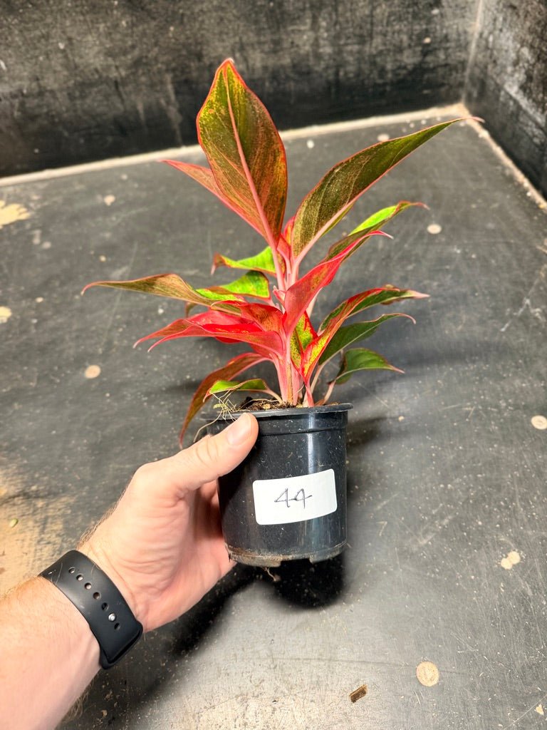 Handpicked 44 - Aglaonema Commutatum NOID - 100mm Pot | Uprooted