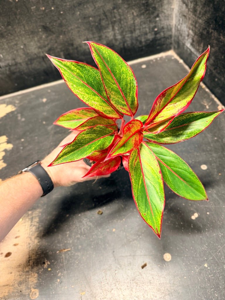 Handpicked 44 - Aglaonema Commutatum NOID - 100mm Pot | Uprooted