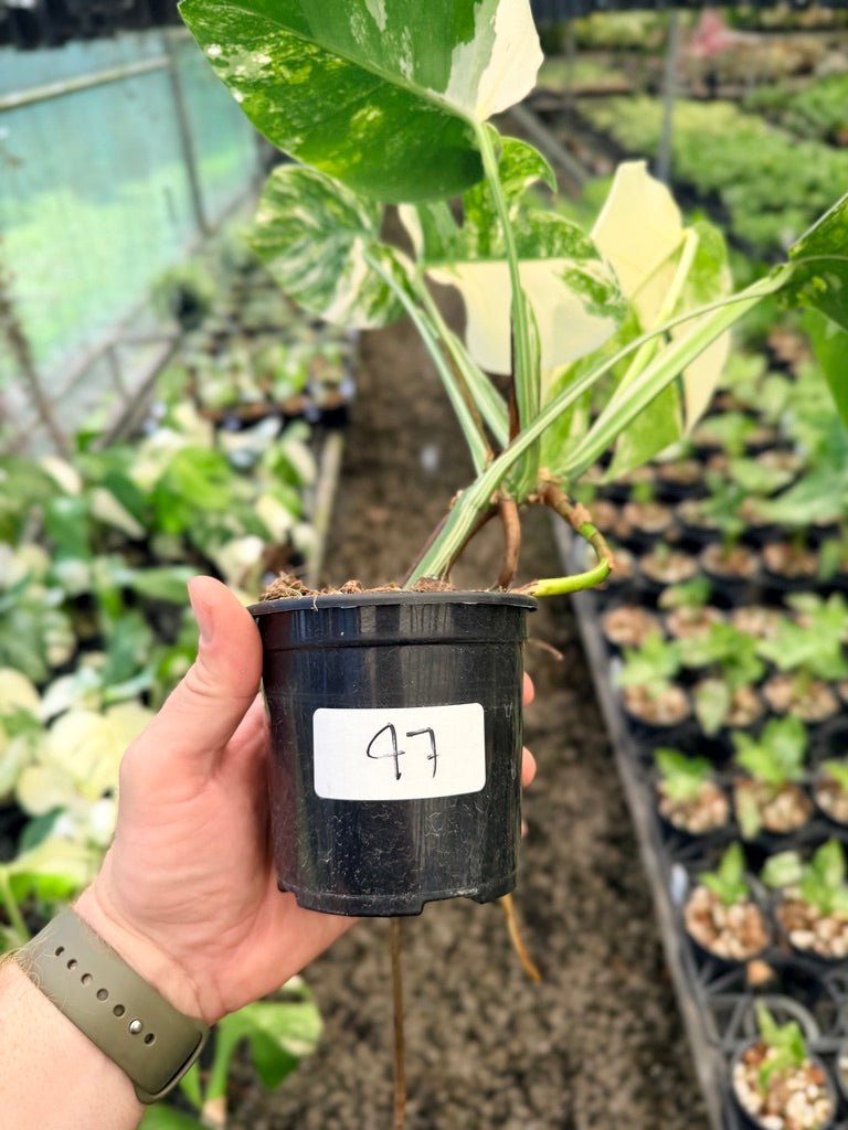 Handpicked 47 - Monstera Deliciosa Borsigiana Variegated Albo | Uprooted
