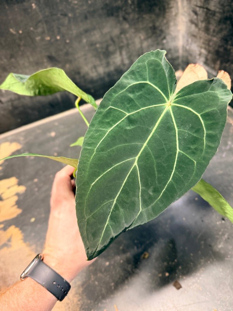 Handpicked 48 - Anthurium Magnificum X Forgetii - 100mm pot | Uprooted