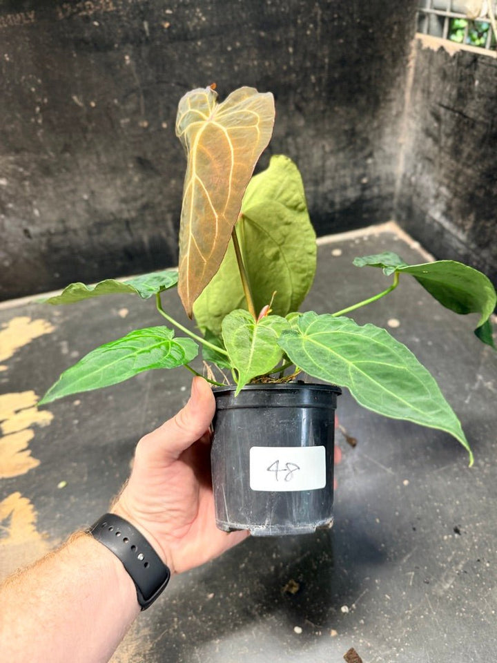 Handpicked 48 - Anthurium Magnificum X Forgetii - 100mm pot | Uprooted